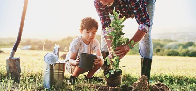 Grandfather and grandson planting a tree